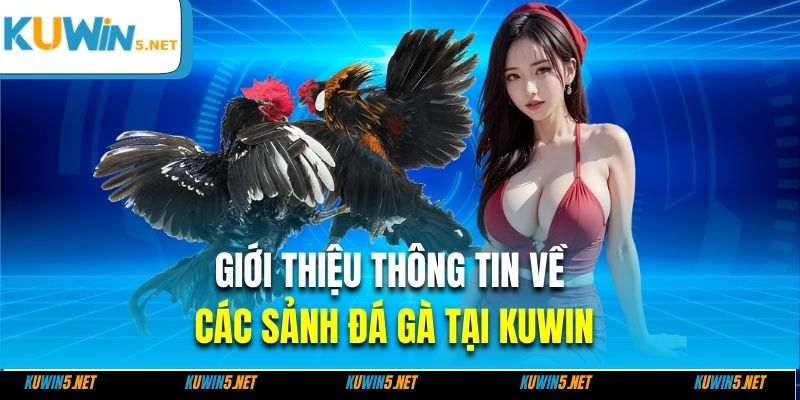 Giới thiệu thông tin về các sảnh đá gà tại kuwin