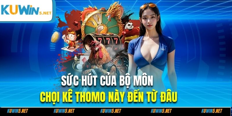 Sức hút của bộ môn chọi kê thomo này đến từ đâu