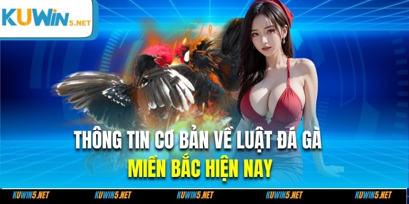 Thông tin cơ bản về luật đá gà miền bắc hiện nay
